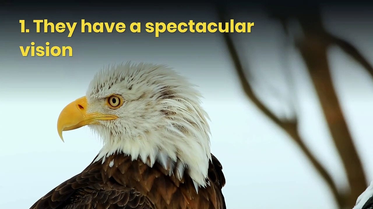 6 amazing facts about eagles