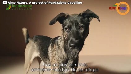 Les animaux prennent "la parole" pour se faire enfin adopter