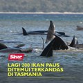Lagi 200 ikan paus ditemui terkandas di Tasmania
