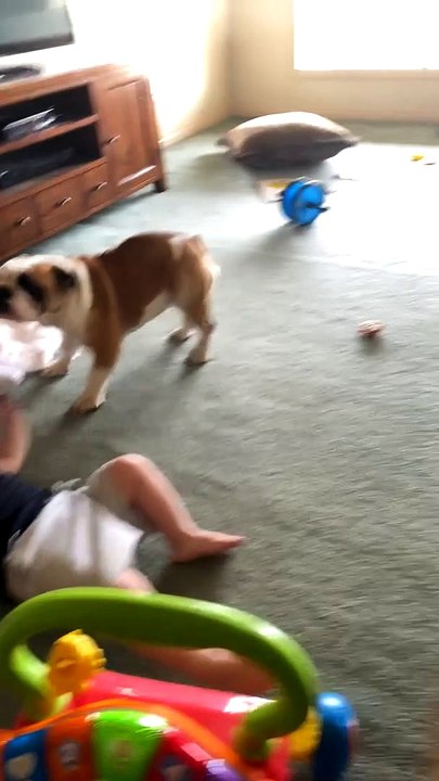 Dog Has Had Enough of the Hug