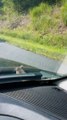 Mouse Hitchhiker Rides on Hood