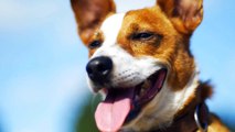 6 myths about dogs