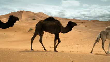 Camels Walking In The Desert