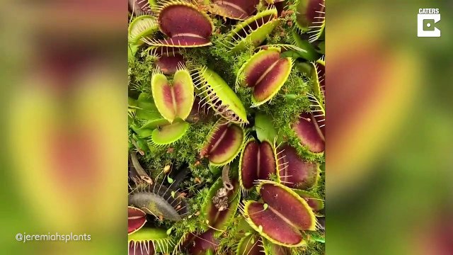 L'heure du repas pour ces plantes carnivores... miam