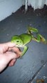 Une grenouille qui a les yeux plus gros que le ventre