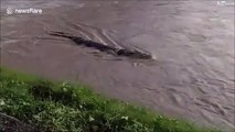 Ce crocodile vit depuis des années avec un pneu autour du cou
