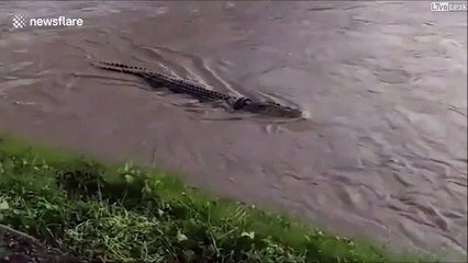 Ce crocodile vit depuis des années avec un pneu autour du cou
