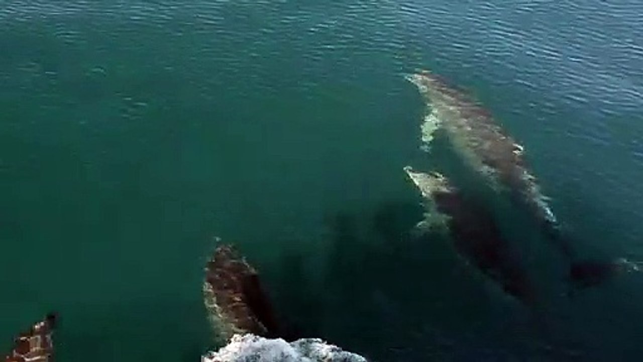Dolphins swimming in the sea