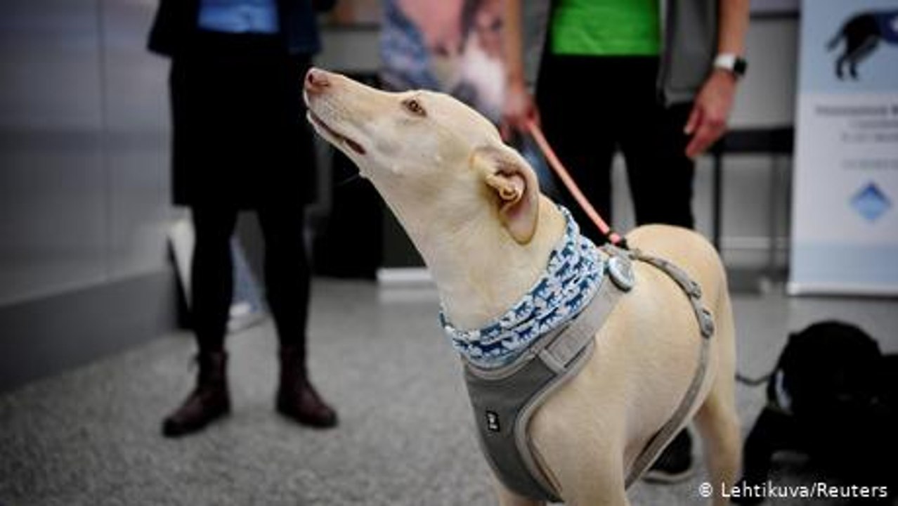 Finnland setzt beim Coronatest auf Spürhunde