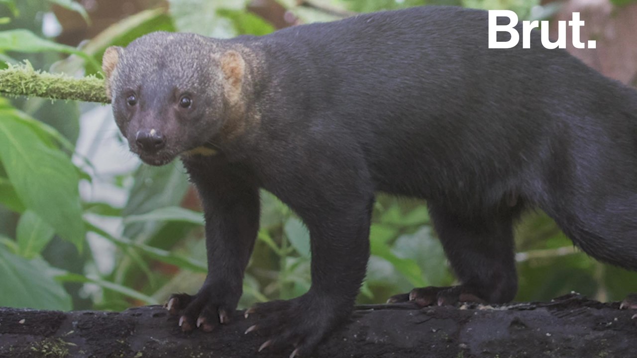 The tayra, a very active little predator