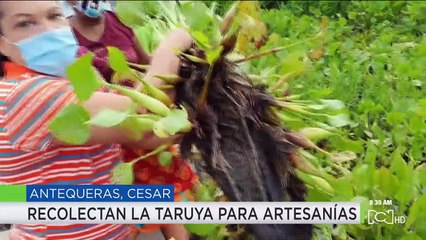Mujeres que inspiran: la taruya, una forma de ingreso para familias de bajos recursos