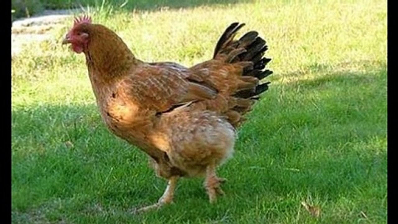 10 Animales Que Predicen La Muerte