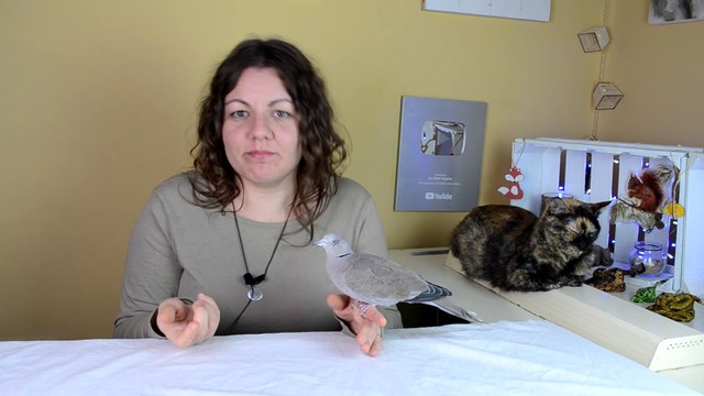 AVES CIEGAS: CONSEJOS PARA ENSEÑARLES A COMER SOLAS , ALOJAMIENTO, DIÁGNOSTICO, ETC | PÁJAROS CIEGOS