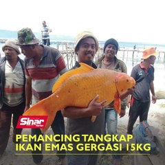 Pemancing tangkap ikan emas gergasi 15kg