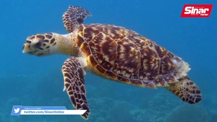 Pendaratan penyu meningkat sejak PKP