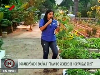 Organopónico Bolívar 1 produce diversos rubros de hortalizas en el Distrito Capital