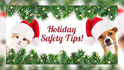 Pet Holiday Safety Tips With Yavapai Humane Society