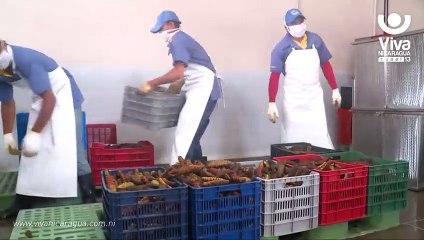 Inicia temporada de pesca de pepino de mar en el Caribe de Nicaragua