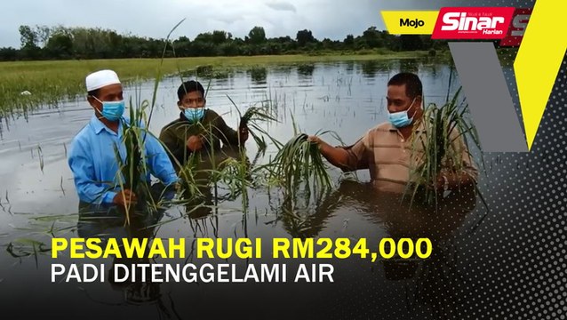 Pesawah rugi RM284,000 padi ditenggelami air