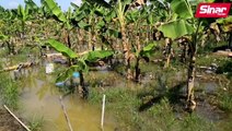 Petani rugi hasil tanaman kontan dilanda banjir