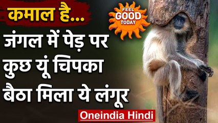 Download Video: Madhya Pradesh: Photographer को पेड़ पर ऐसे चिपका बैठा मिला Langur। Viral Photo । वनइंडिया हिंदी