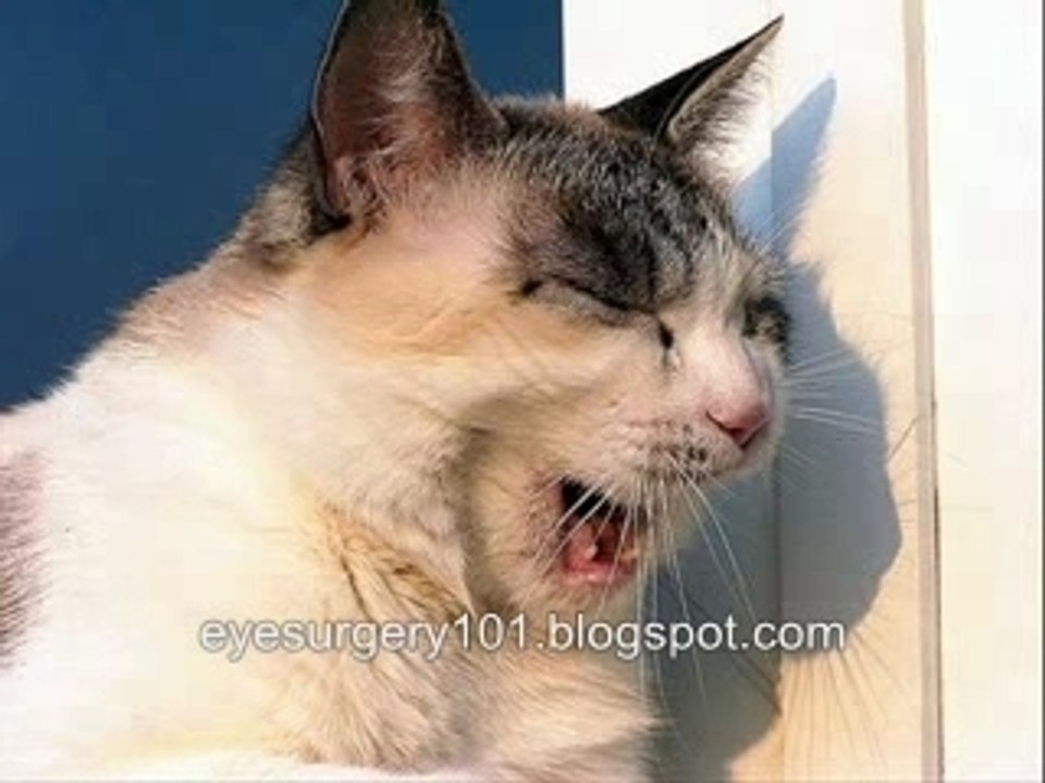 Funny animal faces~~