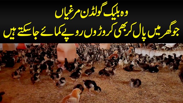 Wo Black Golden Murghiyan Jo Ghar Me Paal Kar Bhi Croron Rupaye Kamaye Ja Sakte Hain