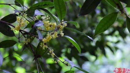 Corteza crujiente, rico sabor en salsa, tocó el alma del pastel de luna de carne estilo Su