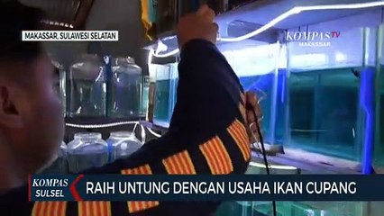 Raih Untung Dengan Usaha Ikan Cupang
