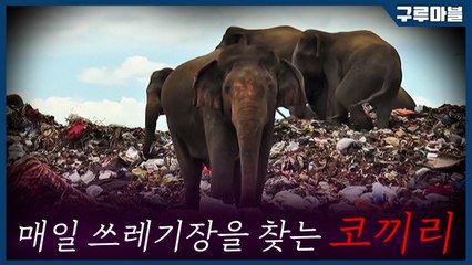 [구루마블] 매일 쓰레기 매립지를 찾아오는 코끼리 떼의 사연 / YTN