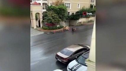 İstanbul’da Başıboş Köpeklerin Mahalleliye Korku Yaşattığı Anlar Kamerada iha