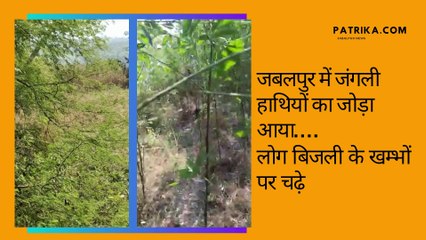 जबलपुर में जंगली हाथियों का जोड़ा आया, लोग बिजली के खम्भों पर चढ़े