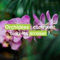 Orchidées : comment bien s'y prendre pour l'arrosage ?