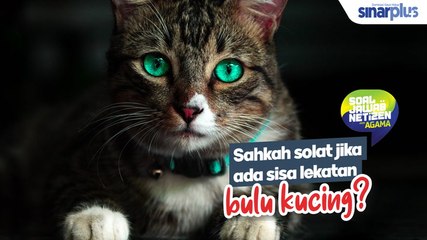 Sahkah solat anda jika ada bulu kucing?