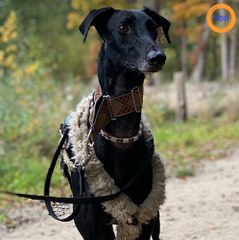 Ce chien ressemble plus à une girafe grâce à son cou immense !