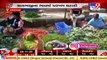 Sharp drop reported in vegetable prices, Ahmedabad _ Tv9GujaratiNews