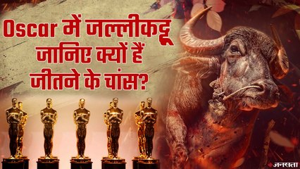 क्या Jallikattu फिल्म की कहानी भारत को दिलवा सकती है Oscar, इससे पहले की फिल्मों का क्या हुआ हाल ? | Oscar 2021