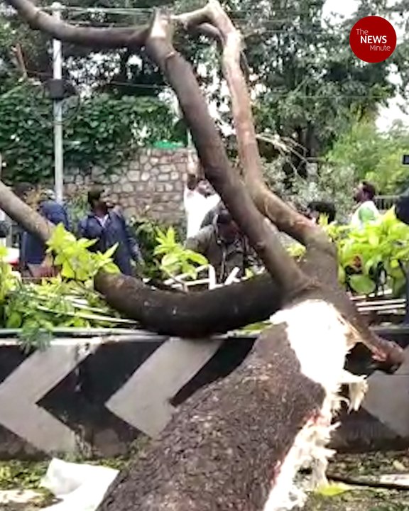 Chennai loses more than 350 trees due to Cyclone Nivar