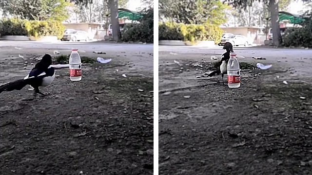 Une pie intelligente fait monter le niveau de l'eau dans une bouteille pour boire