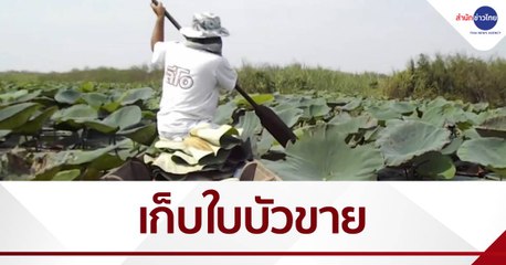 ไม่ต้องลงทุน เก็บใบบัวขาย กก.ละ 80 บาท