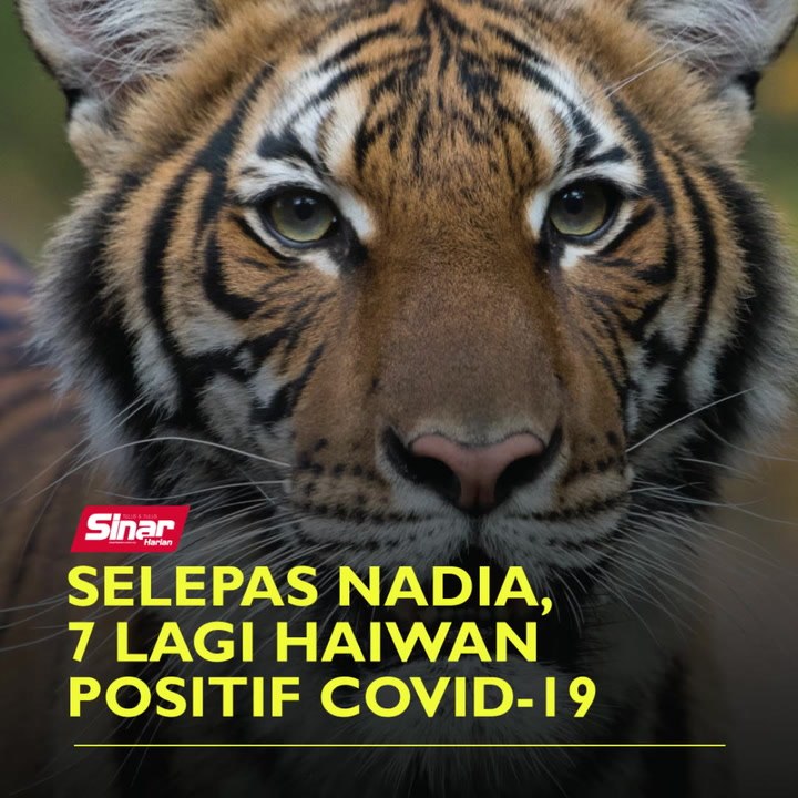 Selepas Nadia, 7 lagi haiwan positif Covid-19