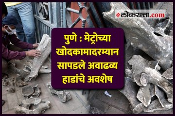 पुणे : मेट्रोच्या खोदकामादरम्यान सापडले अवाढव्य हाडांचे अवशेष