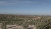 La Junta de Andalucía apuesta por la conservación y la protección del olivar andaluz