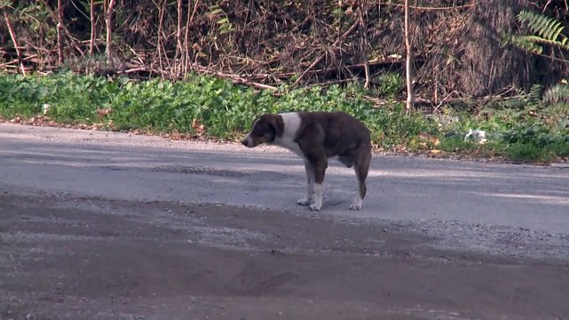 Τα αδέσποτα χρειάζονται τροφή και νερό μέσα στο Lockdown