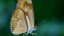 10 curiosidades sorprendentes de las mariposas