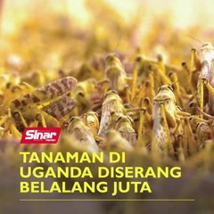 Tanaman di Uganda diserang belalang juta