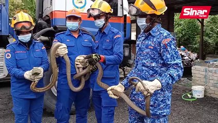 Waspada 'tetamu tak diundang' dimusim tengkujuh