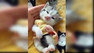 BABY CATS - FUNNY VIDEOS CATS