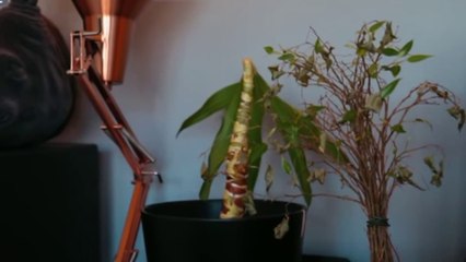 japan में cemara sound off क्यों नहीं होता है | ऊंट पानी स्टोर कहां करता है बहुत लोग गलत जानकारी जानते हैं। | SfactTech