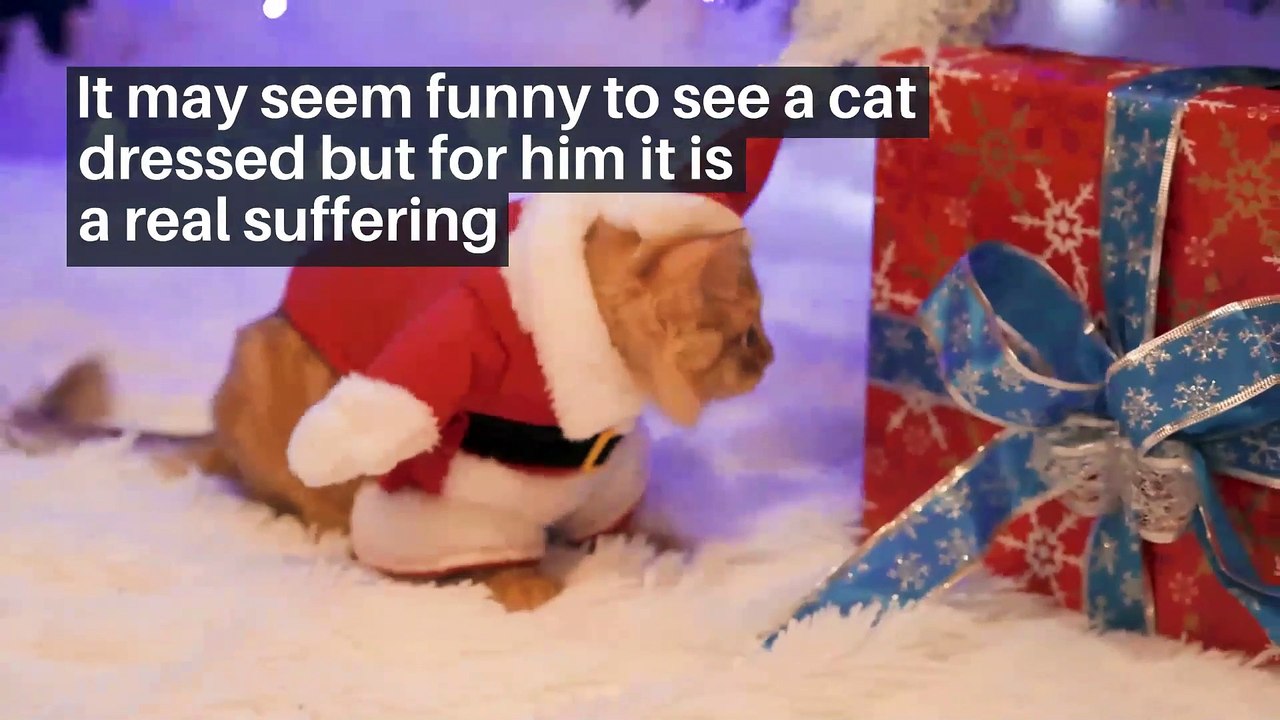 4 things cats hate